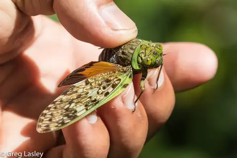 Yanga andriana