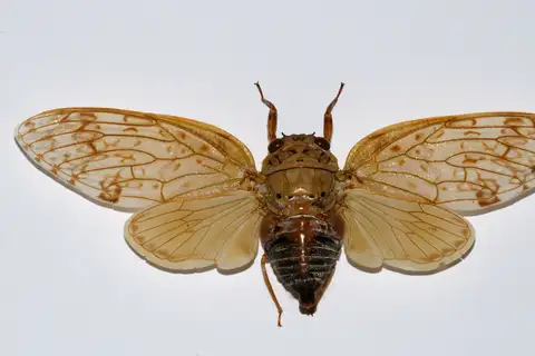 Yanga grandidieri