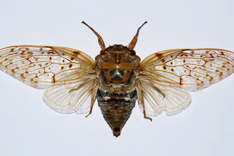 Yanga pulverea