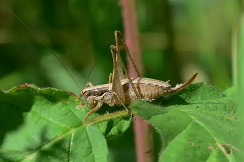 Bei-Bienko's Bush-cricket