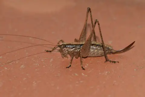 Raymond's Bush-cricket