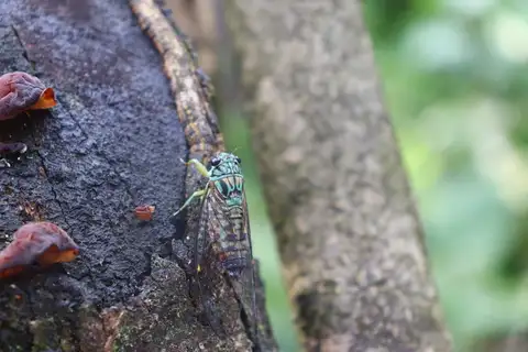 Yezoterpnosia fuscoapicalis