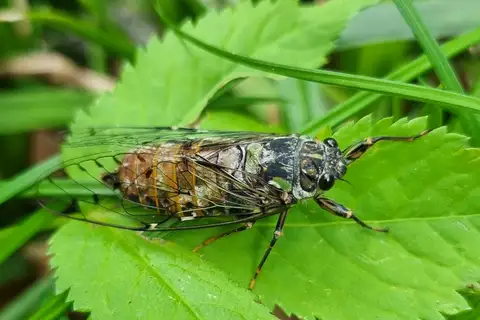Ezo Spring Cicada