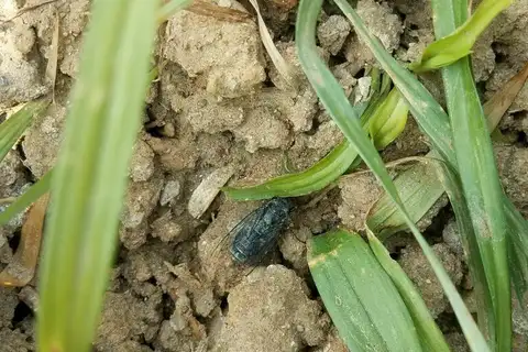 Yezoterpnosia obscura