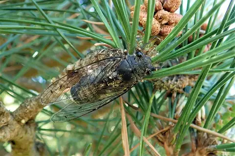 Spring Cicada