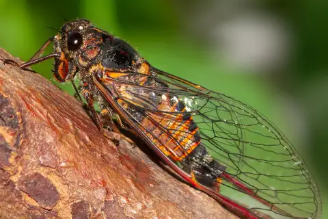 Southern Ticking Ambertail