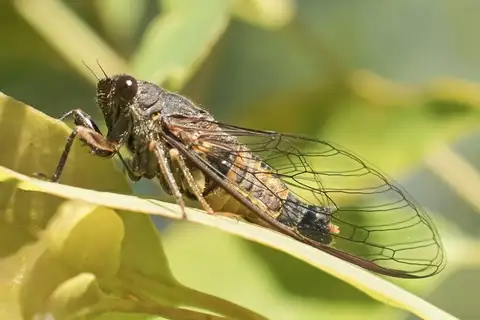 Ngandaamga Ambertail