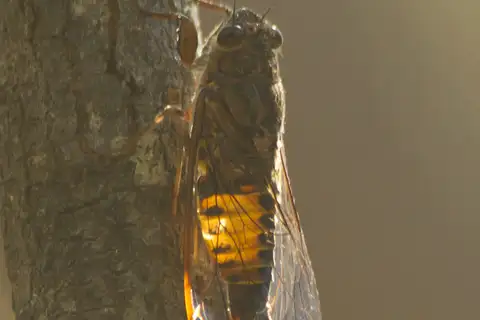 North Coast Ambertail