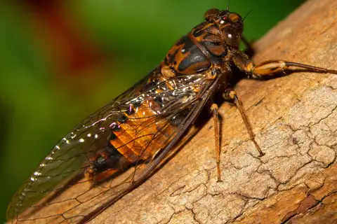 Cumberland Ambertail