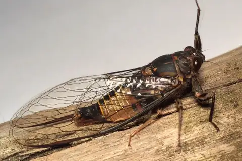 Sydney Ticking Ambertail