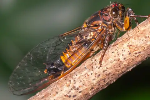 Delicate Ambertail