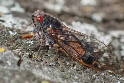 River Ambertail