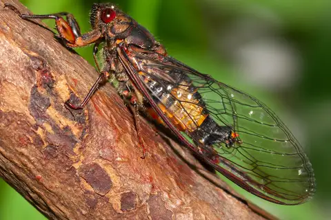 Smoky-winged Ambertail