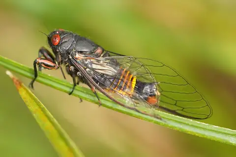 Red-eyed Firetail
