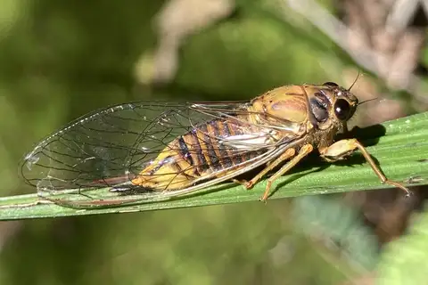 Sydney treetop ticker