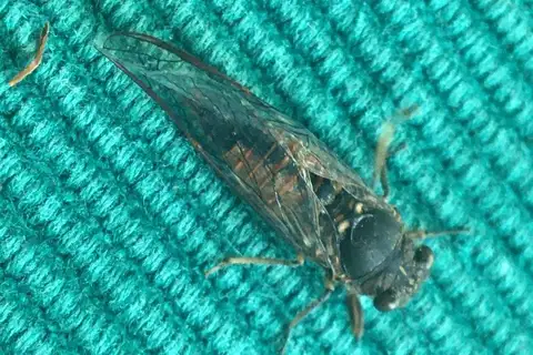 Small Southern Ambertail
