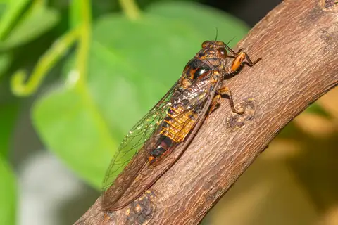 Sandstone Ambertail