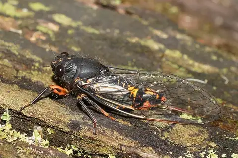 Serrated Firetail