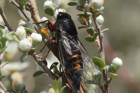 Subalpine Firetail