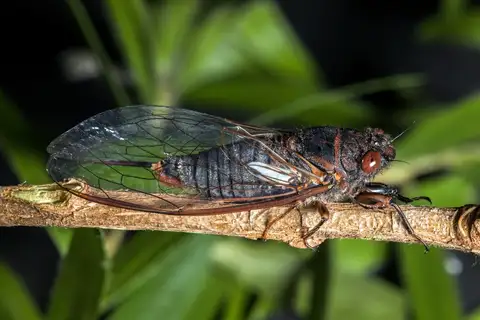 Brown Firetail