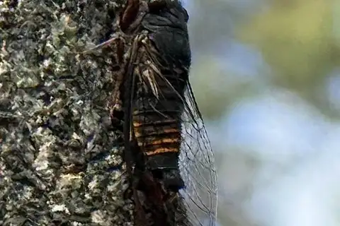 Sweeping Firetail