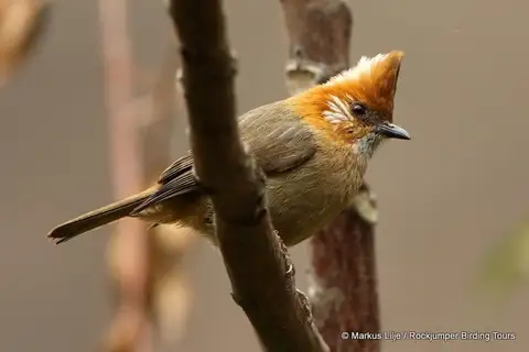 White-naped Yuhina