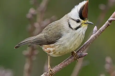 Taiwan Yuhina