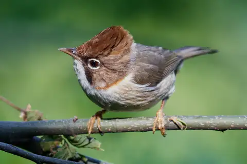 Whiskered Yuhina
