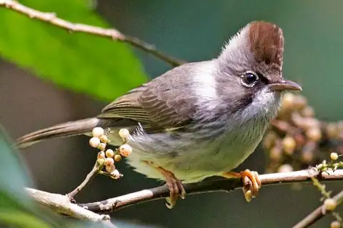 Burmese Yuhina