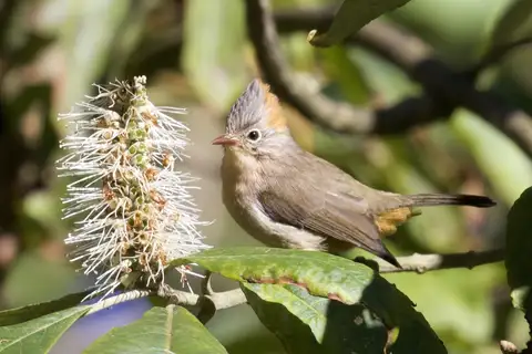 Rufous-vented Yuhina