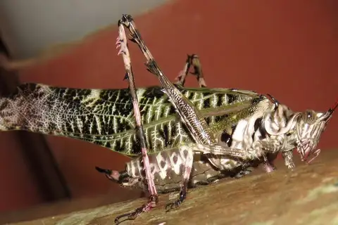 Yungasacris peruviana