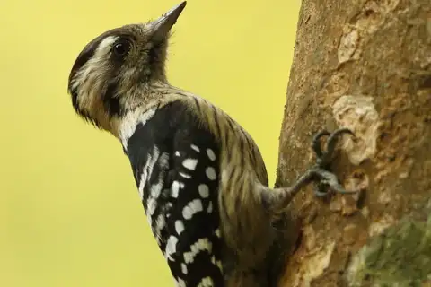 Grey-capped Pygmy Woodpecker