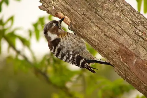 Japanese Pygmy Woodpecker