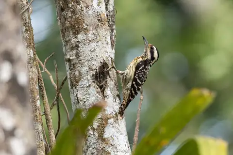 Philippine Pygmy Woodpecker