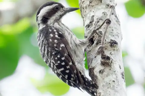 Sunda Pygmy Woodpecker