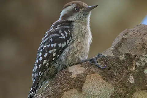 Brown-capped Pygmy Woodpecker