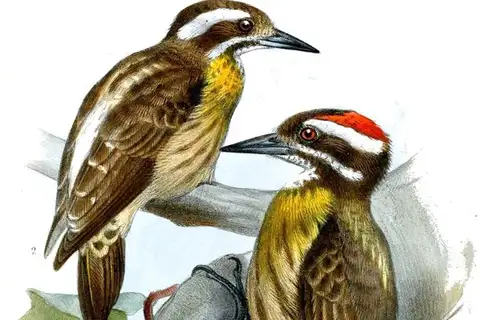 Sulu Pygmy Woodpecker