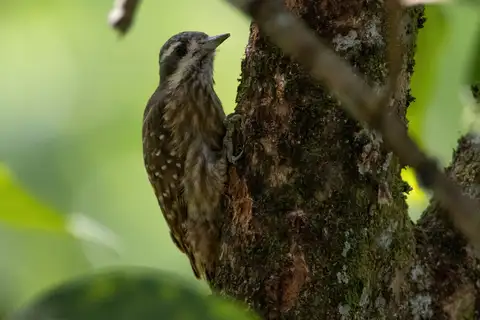 Sulawesi Pygmy Woodpecker