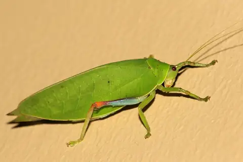 Blue-legged Sylvan Katydid