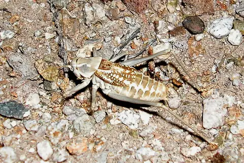 black-winged shieldback