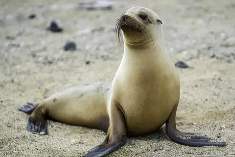 Galápagos Sea Lion