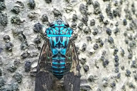 Zammara intricata