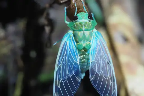 Emerald Cicada
