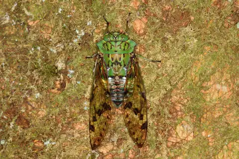 Green shield cicada