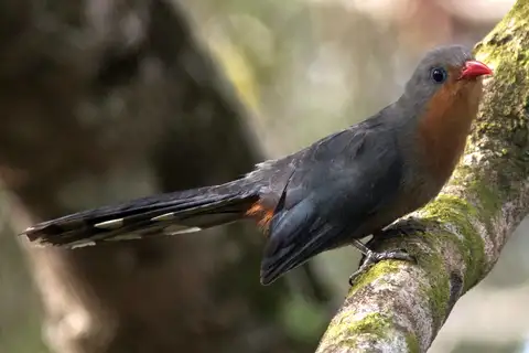 Red-billed Malkoha