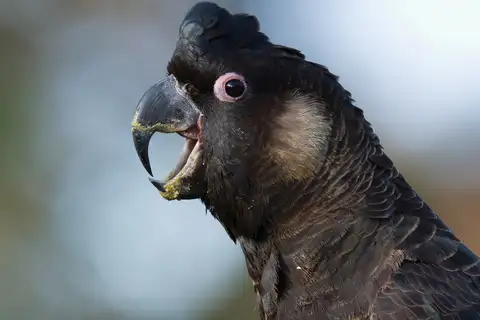 Baudin's Black Cockatoo