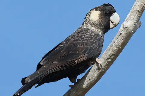 Carnaby's Black Cockatoo