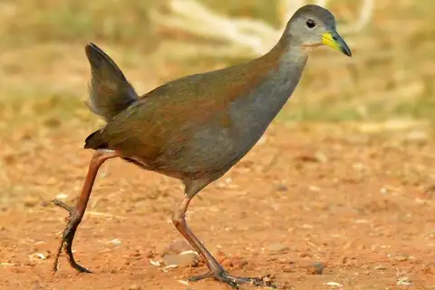 Brown Crake