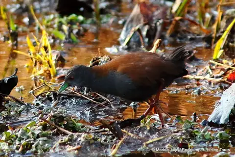 Black-tailed Crake