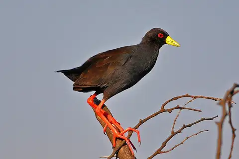 Black Crake
